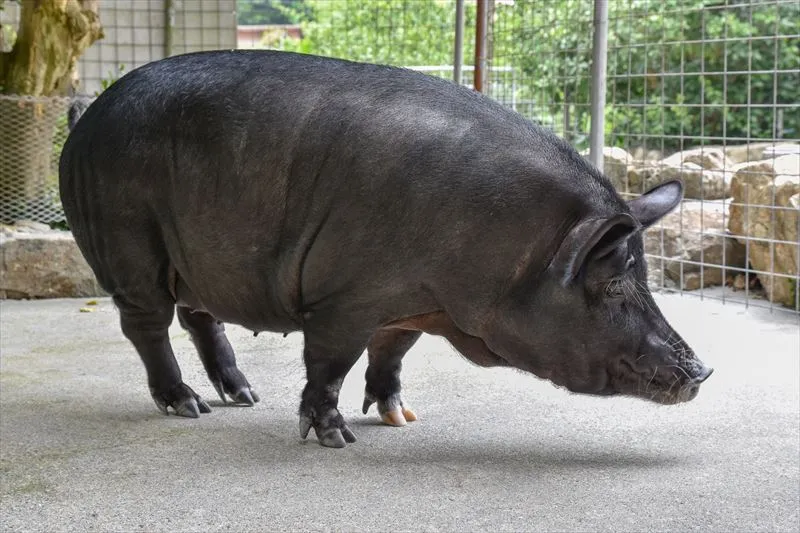 アグー豚のラードがもつ特徴とは？